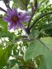 Eggplant flower / Fleure d'aubergine